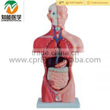 Human body Anatomical male torso model with organ