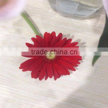 Fresh Cut Flower Of Stem 45-60 cm Gerbera Popular Wholesale photo-3