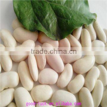 2104 white kidney beans