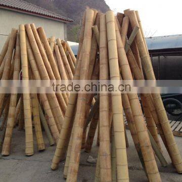 Moso bamboo cane