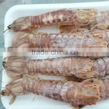 Frozen Squilla Mantis Shrimp photo-3