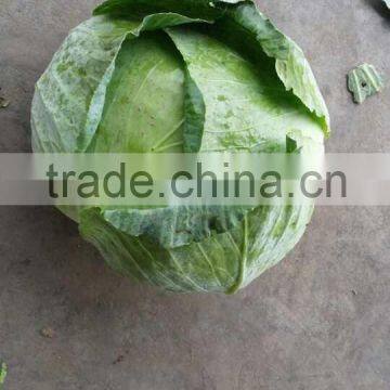 Supply 2014 Best Quality Flat Cabbage,red Cabbage, for Export photo-2