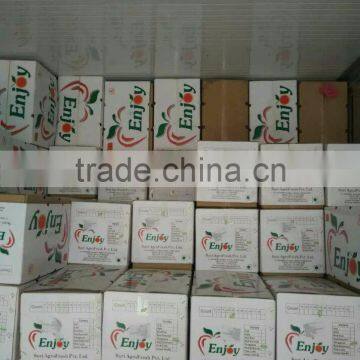 Apples Container in QINGDAO photo-6