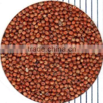 Red Sorghum