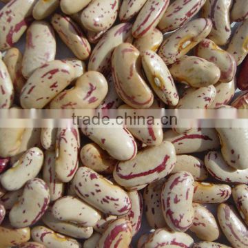 LIGHT SPECKLED KIDNEY BEANS