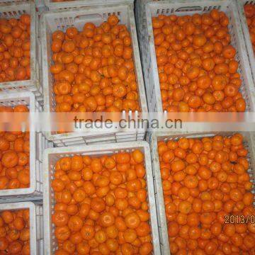 Juicy Baby Mandarin orange , Shatang orange