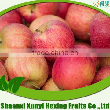 Supply Fresh Apple Qinguan Apple for Hot Sale photo-2