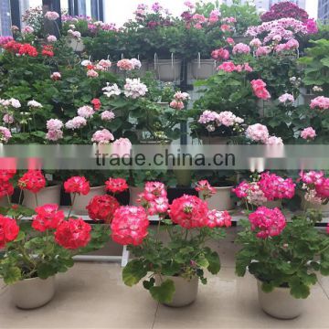 Shanghai Supply Pelargonium hortorum seeds,geranium flower seeds