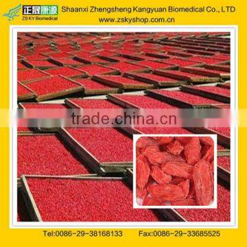 Best Price Barbary Wolfberry Fruit from Factory