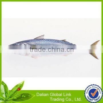 export Canned Sardine price