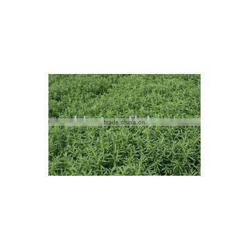 Stevia Extract 95% photo-3