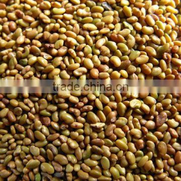 Moon Star Best Quality Alfalfa Seeds