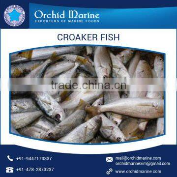 Best Quality Frozen Croaker Fish for Sale