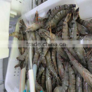 best frozen freshwater shrimps