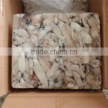 frozen fresh squid for sale