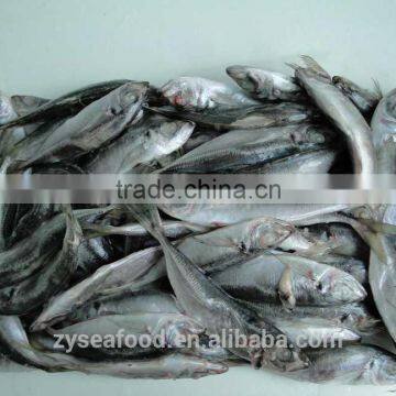 Zhengyuan Fozen Seafood Frozen Horse Mackerel photo-3