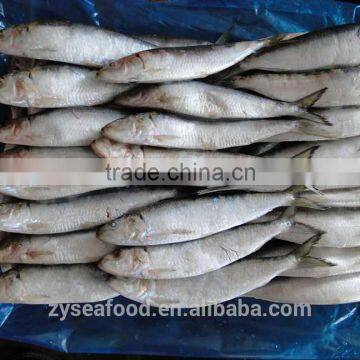 Frozen Sardine Sardinops Melanosticta photo-5