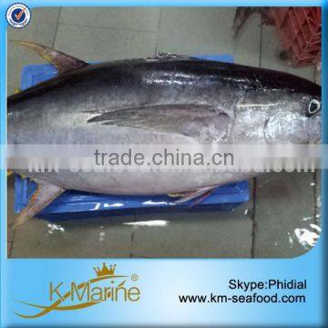 3kg Up Frozen Seafood Neothunnus Albacores