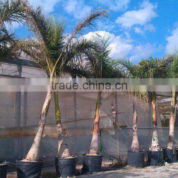 Roystonea Regia "Royal Palm" Cuban Royal Palm" 350/500 Plant Height photo-5