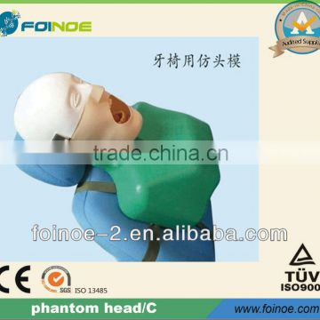 HOT selling CE approved dental phantom head (Model:C)