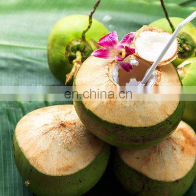 For Drink Healthy And Cheap Price Fresh Coconut Origin From Viet Nam photo-5