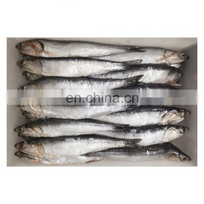 Good quality frozen anchovy fish block for export