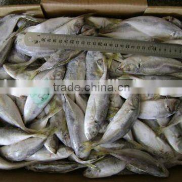 Whole Round BQF Or IQF big eyes mackerel 50 - 70 g