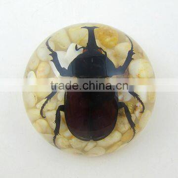 2016 new latest design wholesale paperweight with real insect