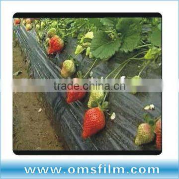 Strawberry growing mulch film for Kenya