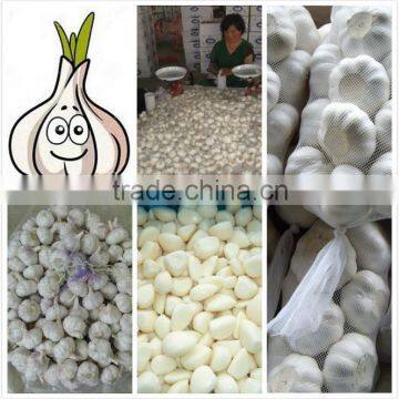 2014 Chinese Fresh Peeled Garlic , Peeled Garlic Cloves photo-3