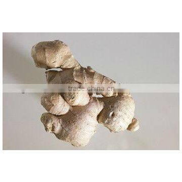 Ginger Root Supplier in India