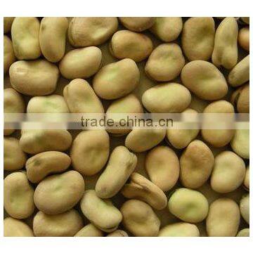 Faba Beans