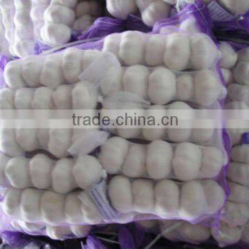 pure white chinese fresh garlic with 10 kg carton