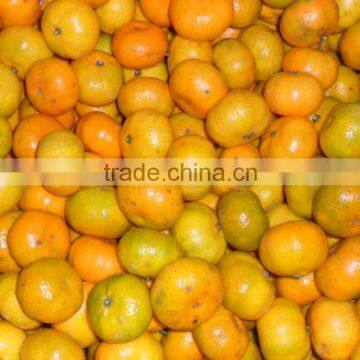 Fresh Baby Mandarin photo-2