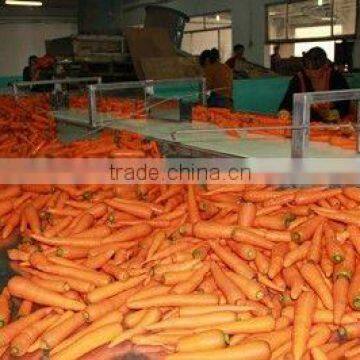Fresh Vegetable( Carrot ,giner,onion,potato,garlic,taro photo-2