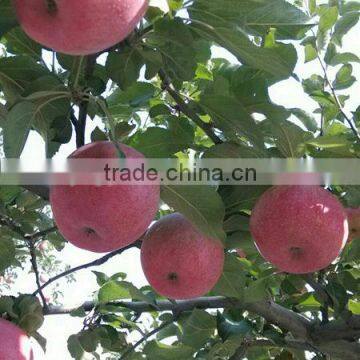 Apple Type and Pome Fruit Products Type Fresh Red Qinguan Apple photo-3