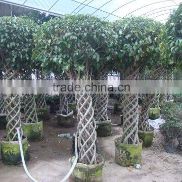 Braid bonsai ficus microcarpa