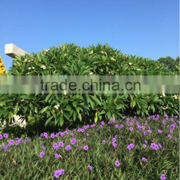 White Flower Plumeria Rubra L. Cv. Acutifolia