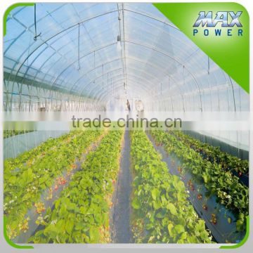 Multispan Tunnel Greenhouse for strawberry grape