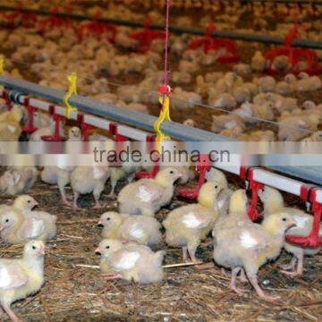 Automatic Chicken Feeding System From China Manufacturer/silo Feeding System photo-2