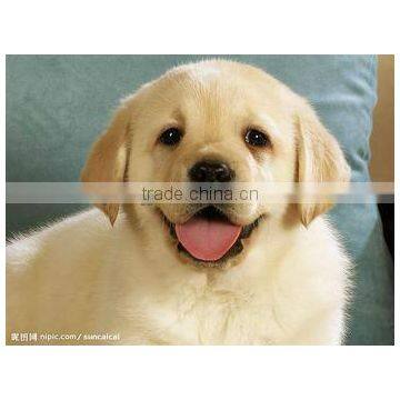 Efficient Dog Fish Cat Food Production Line photo-4