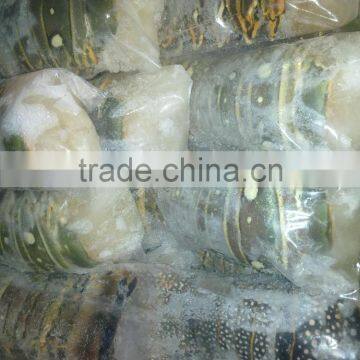 Spiny Lobster Tails (p Argus) photo-4