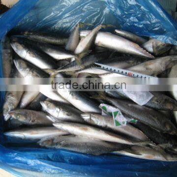 Sea Frozen Pacific Mackerel 150~250g photo-4