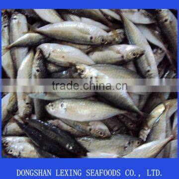 Frozen Good Quality BQF Horse Mackerel photo-2