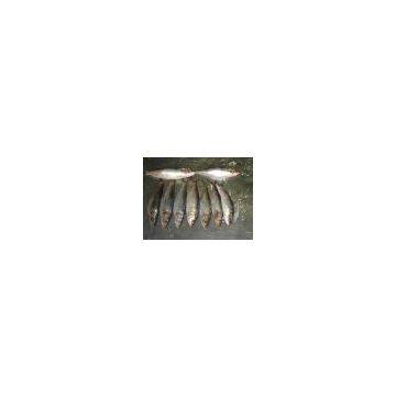 Thailand Frozen Sardines