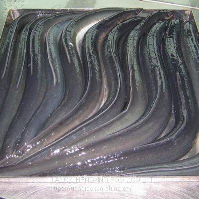 Frozen Gutted Eel (Anguilla Rostrata/Japonica)- Fresh Water River Eel photo-2