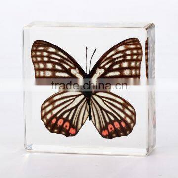 2016 New style wholesale paperweight with real butterfly