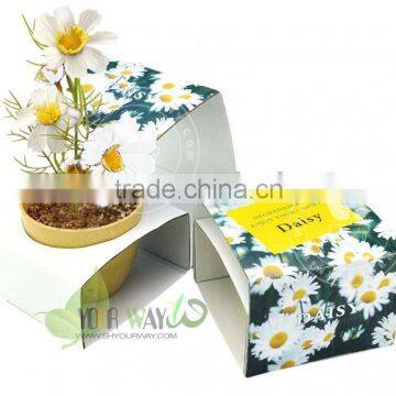 Mini flower(degradable pot),canned flower,mini garden flower