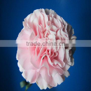 Fresh cut flowers cheap price carnation cut flower for sale