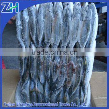 frozen indian mackerel wholesale all types of fish seafood prices